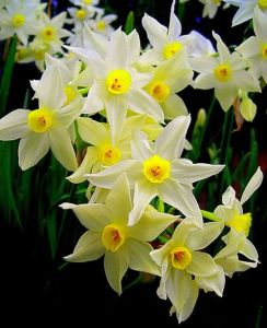 daffodil16